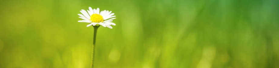 Daisy in a green grass lawn